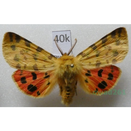 Diacrisia purpurata (Linnaeus, 1758) male Niedźwiedziówka purpurka Czech40k